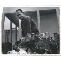1971 Press Photo Celestino Garcia Harvests Cabbages at the Civic Center, Houston
