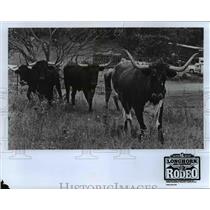1979 Press Photo Longhorn Bulls at Longhorn World Championship Rodeo
