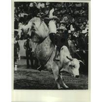 1980 Press Photo Rodeo Bull Riding - abna45985