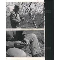 1964 Press Photo Bon Hartline, Peach Crop - RRW46063