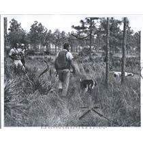 1964 Press Photo Hunting Quail In Florida