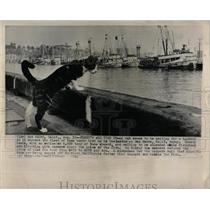 1962 Press Photo San Pedro fleet tuna boats cat fish