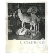 1972 Press Photo CJ McElroy Hunter Record Sheep