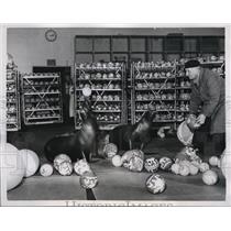 1959 Press Photo Sea Lions Cabort Toy Store Hannover Germany Trainer Maximilian