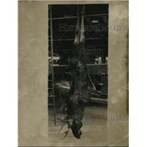 1936 Press Photo Moose hung up for butchering in Cleveland, Ohio