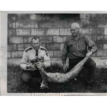 1962 Press Photo of Norman Anderson (L) and Phil Nordeen with body a dead lynx.