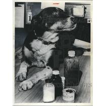 1937 Press Photo George Dog, Firedog-mascot of Station 29, Rescue Squad 3