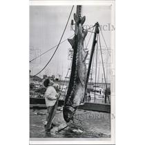 1960 Wire Photo John Hunter Posed at Fisherman's Wharf in San Francisco