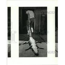 1986 Press Photo Man after Alligator hunt in St. Tammany - noa14286