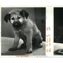 1987 Press Photo Puppy available at St. Charles Parish Animal Shelter