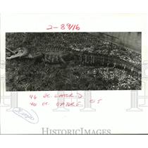 1987 Press Photo Nine foot long alligator at Lafreniere Park in Metairie