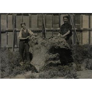 1920 Press Photo Black Hander Cottonwood Tree Stump - RRW77957