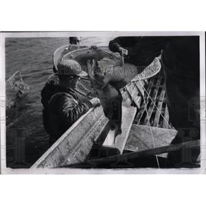 1968 Press Photo Salmon Kokanee holds fishing river