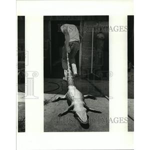 1986 Press Photo Man after Alligator hunt in St. Tammany - noa14286