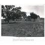 1963 Press Photo Mare seeks shade beside Stick and Thatch home. Mexico