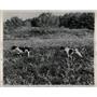 1953 Press Photo Pinehurst Quail Season Arnold Jackson - RRW88519