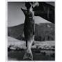 1964 Press Photo Kokanee Salmon
