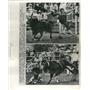 1974 Press Photo Rodeo Clowns Bull Thrown Riders Chase