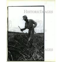 1993 Press Photo John Bailey in Sugar Cane Field