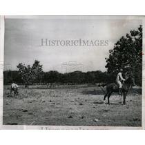 1964 Press Photo Venezuelan Roping Cattle Method