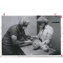 1988 Press Photo Performing skin biopsy on dog suffering an allergy, Houston