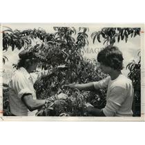 1988 Press Photo Henry Thomas and Craig Cook Thin Peaches in Alabama - abna09763