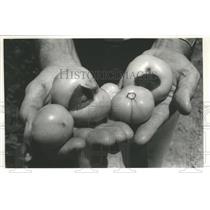 1988 Press Photo Alabama-Chandler Mountain diseased and blemished tomatoes.