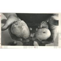 1988 Press Photo Alabama- Dekalb county farmer shows some of his potatoes crop.