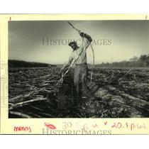 1992 Press Photo Bernard Earl Cutting Cane in Laplace, Louisiana - noa98811