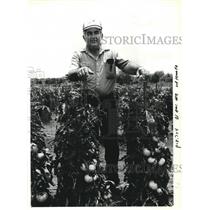 1992 Press Photo John Gallo, a farmer in Kenilworth stands in his tomato field.