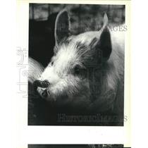 1991 Press Photo One of Julie Blackburn's pigs, Fannie Mae a Hampshire breed