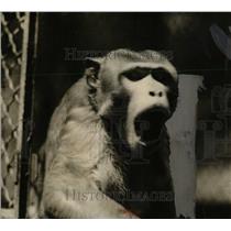 1925 Press Photo Monkey - RRW70057