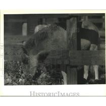1988 Press Photo One of Fred Bass' miniature horse' on his farm near Folsom.