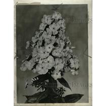 1941 Press Photo Phlox Apple Blossom - RRW98745