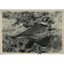 1939 Press Photo Birds in Michigan - RRW70435