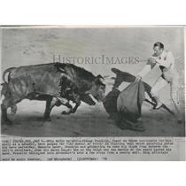 1959 Press Photo Bull Mauls Matador Sidney Franklin