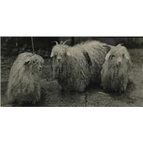 1926 Press Photo Goats with long hair.