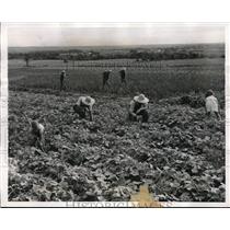 1943 Press Photo Omer L'Heureux, Wife Antoinette & Children Work Crop in Canada