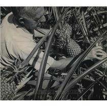 1953 Press Photo Hawaii, pineapple & worker in the fields