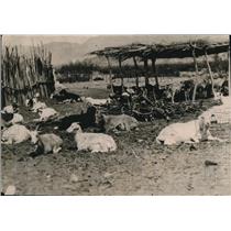 1919 Press Photo Goat Farm