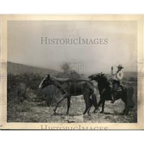 1936 Press Photo Two Loco Weed Horse.