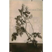 1918 Press Photo A close up of Bleeding hearts flowering plant