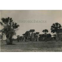 1920 Press Photo Palm trees in Raft Irrigation