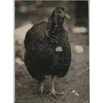 1926 Press Photo Louis Kuertz of Loveland Ohio turkey on his farm