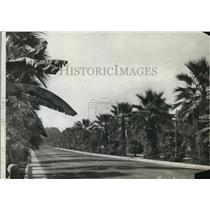 1908 Press Photo Chester Place Neighborhood Street Lined Palm Trees, Los Angeles