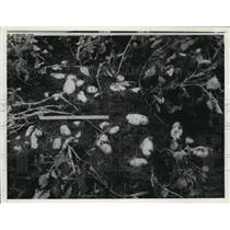 1936 Press Photo Dirtless Farming Potatoes 12 Weeks - nee02677