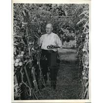 1943 Press Photo Frank Worthington Picks Blue Variety Tomatoes St Louis Missouri