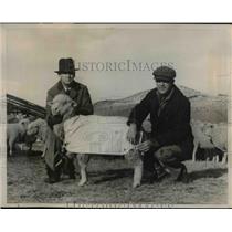 1941 Press Photo Sheep Herders Put Coat on Made of Cotton After Shearing