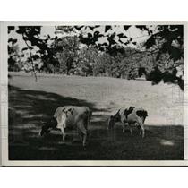 1941 Press Photo Cows at Old Bacon Estate at Barnstable in NY