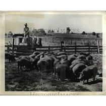 1942 Press Photo Thompson hog farm - nee41521